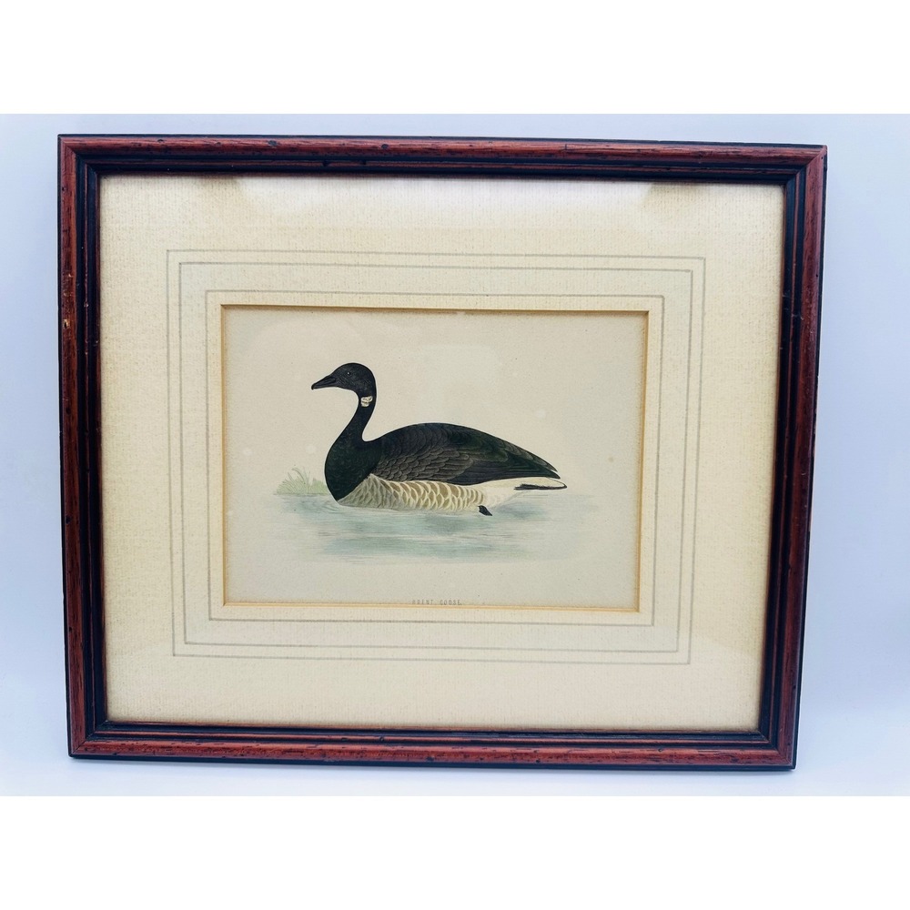 Antique c.1860 Brent Goose Hand Coloured Lithograph Framed Bird Print Grahame
